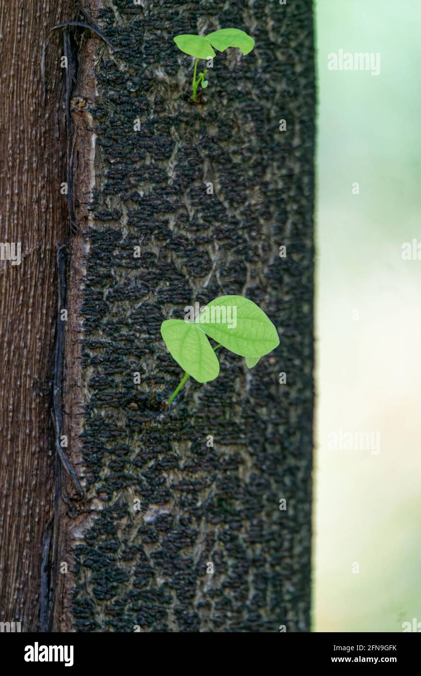 vue minimaliste sur les plantes en plein jour Banque D'Images
