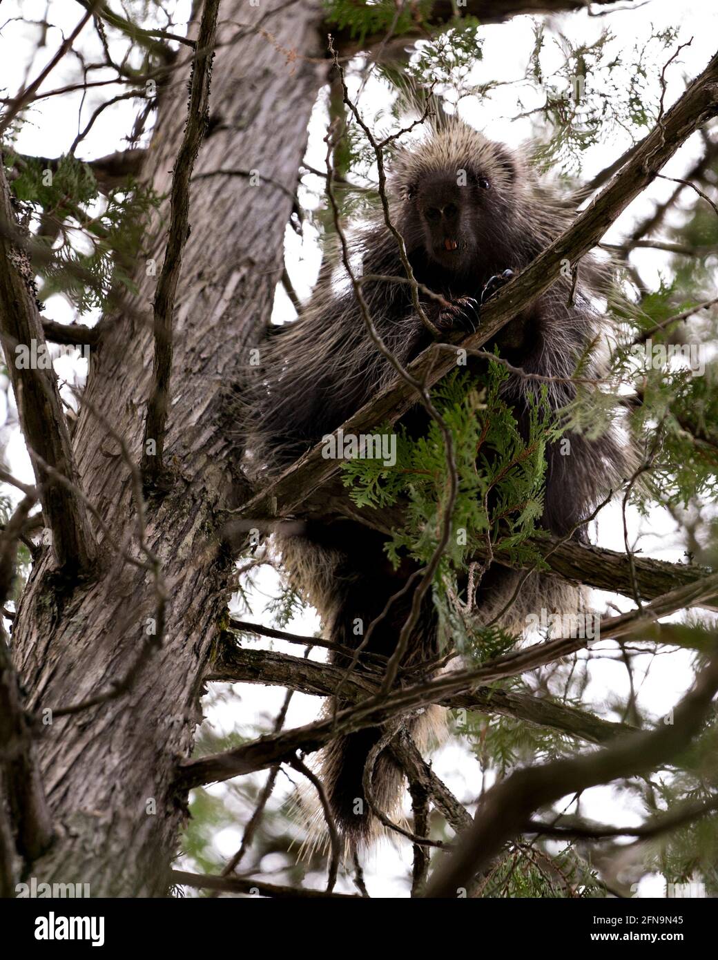 Porcupine se cachant dans un arbre, montrant son corps, sa tête, son manteau de épines acérées, des quills, au printemps avec des aiguilles de premier plan de pin et le dos Banque D'Images