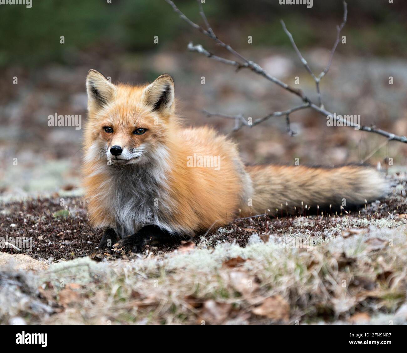 Livre D Images Renard Banque D Image Et Photos Alamy