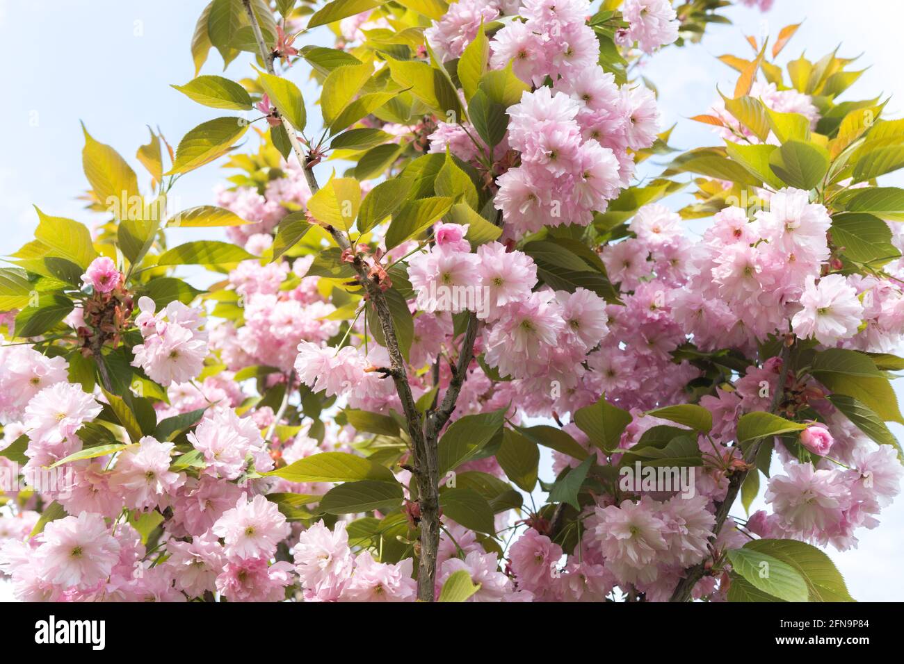 Fleur de cerisier rose, Sakura Kanzan. Prunus serrulata. Cerasus serrulata. Sekiyama. Fleur de cerisier japonais, saison de printemps Banque D'Images