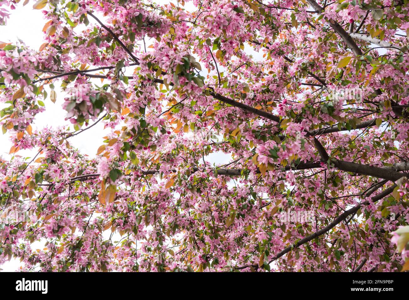 Fleur de cerisier rose au printemps, Sakura Kanzan. Prunus serrulata. Cerasus serrulata. Sekiyama. Fleur de cerisier japonais, saison de printemps Banque D'Images