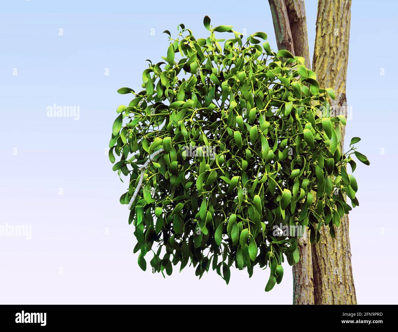 Boule de GUI accrochée à une branche d'arbre. Banque D'Images