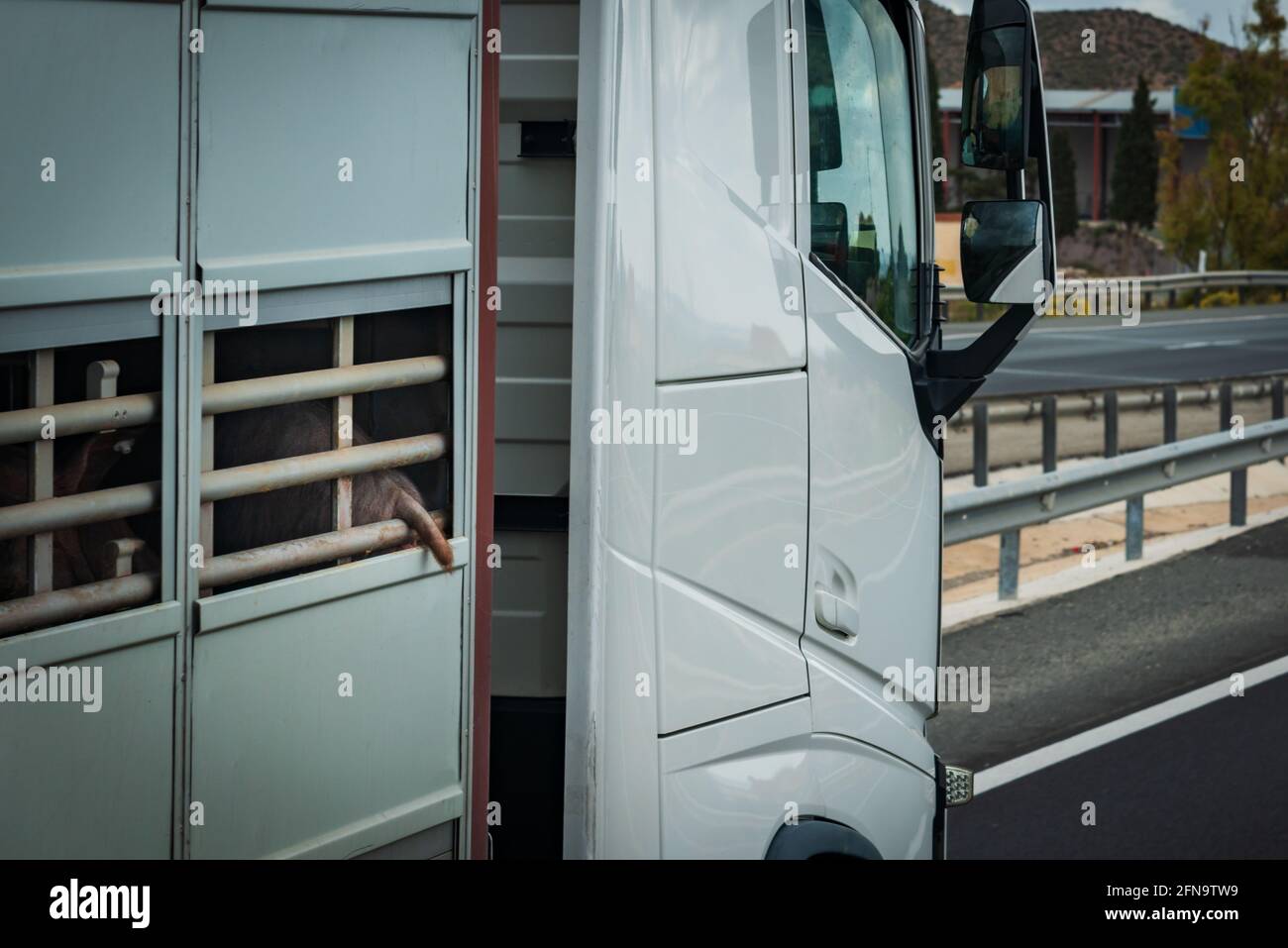 Chariot à cage pour le transport de bétail avec une queue de porc qui dépasse de la fenêtre d'aération. Banque D'Images