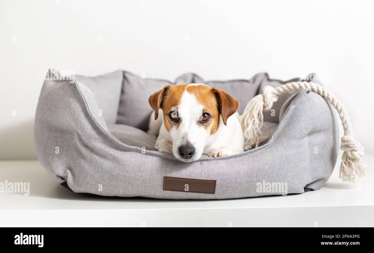 Portrait d'un chien Jack russell terrier allongé dans un lit d'animal et regardant l'appareil photo. Banque D'Images