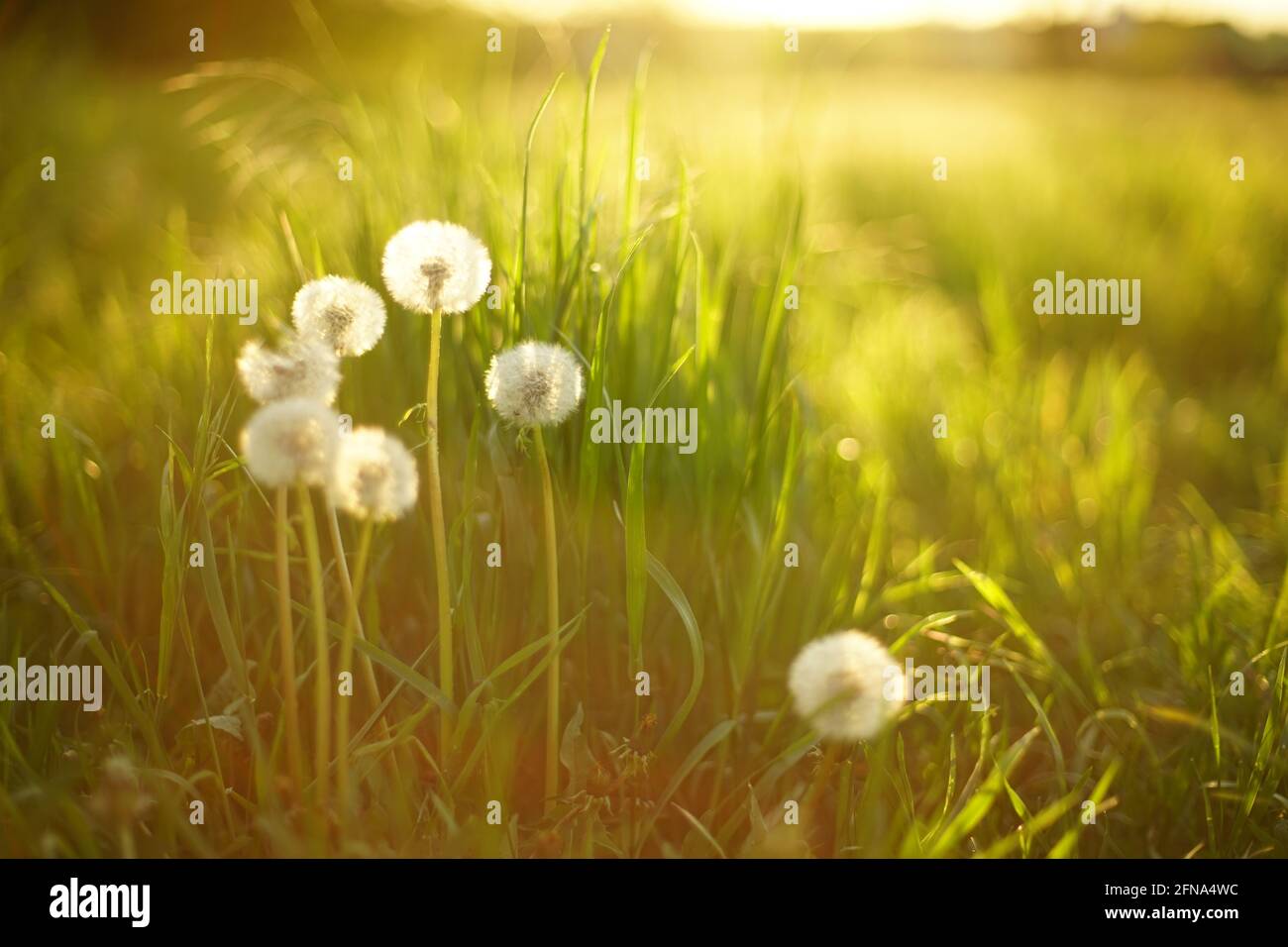 Terrain ensoleillé avec fleurs de pissenlit moelleuses dans l'herbe verte au coucher du soleil. Banque D'Images