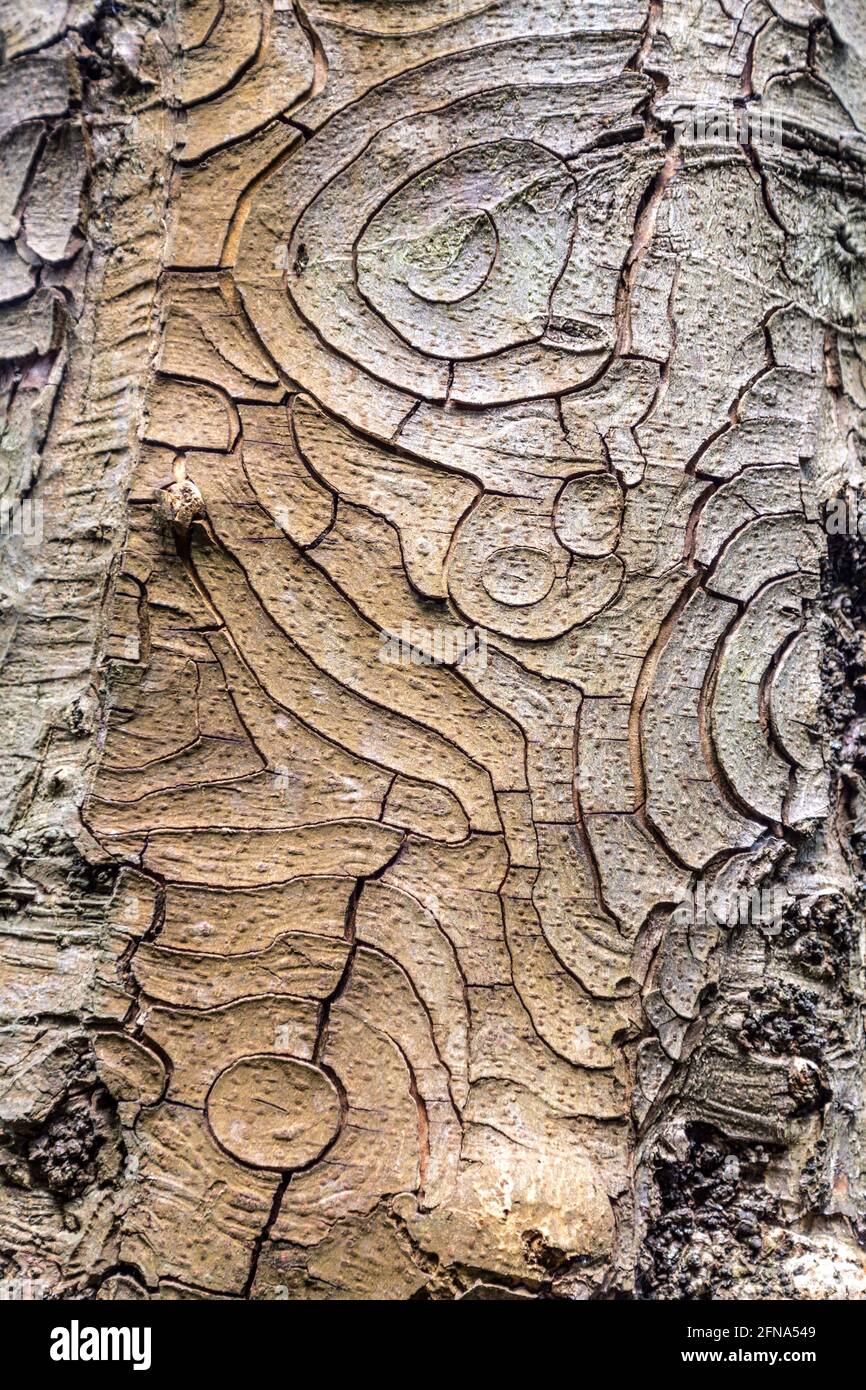 Motif abstrait sur l'écorce de l'arbre Banque D'Images