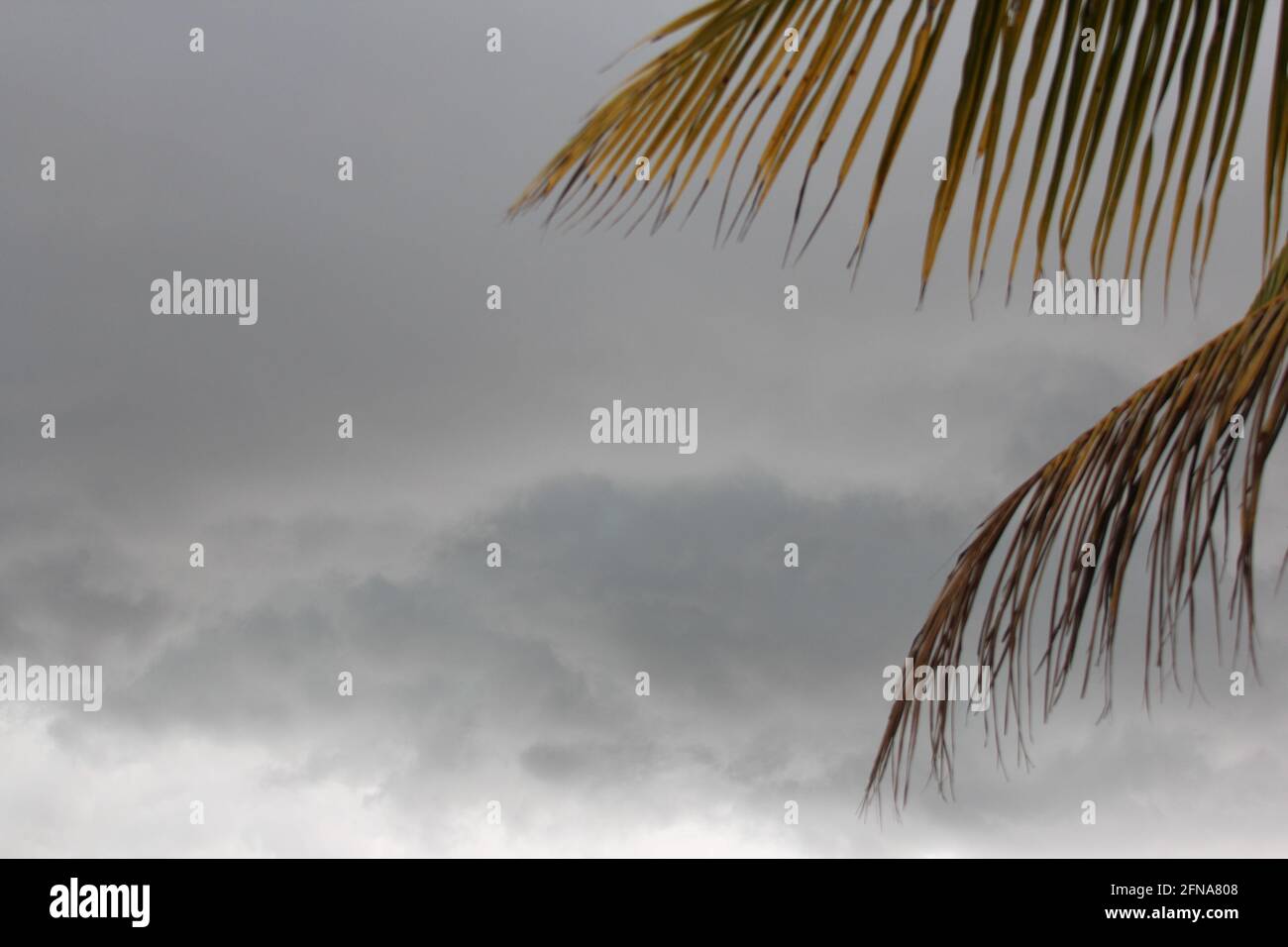 Climat tropical sombre en Floride Banque D'Images