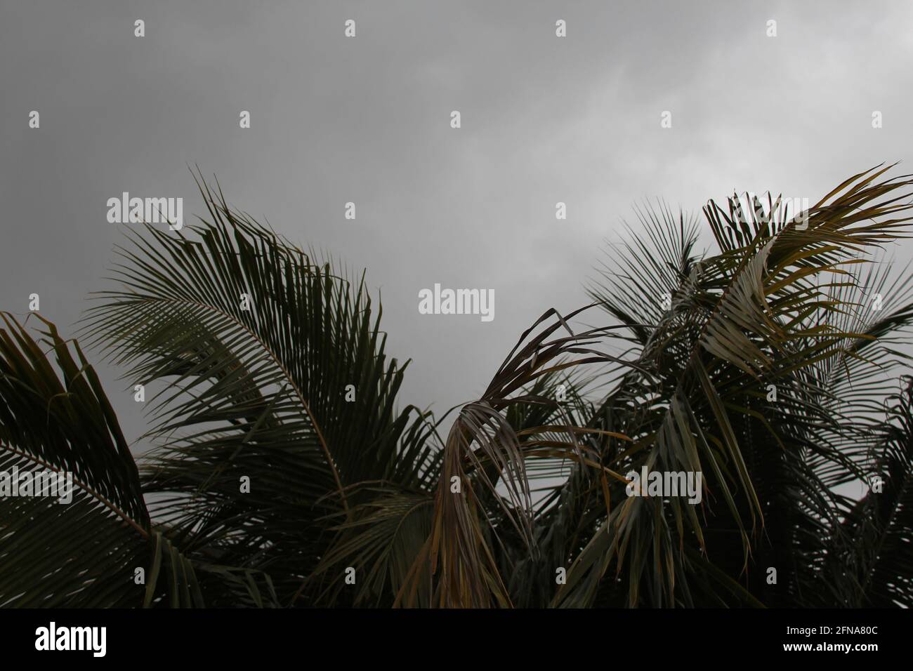 Climat tropical sombre en Floride Banque D'Images