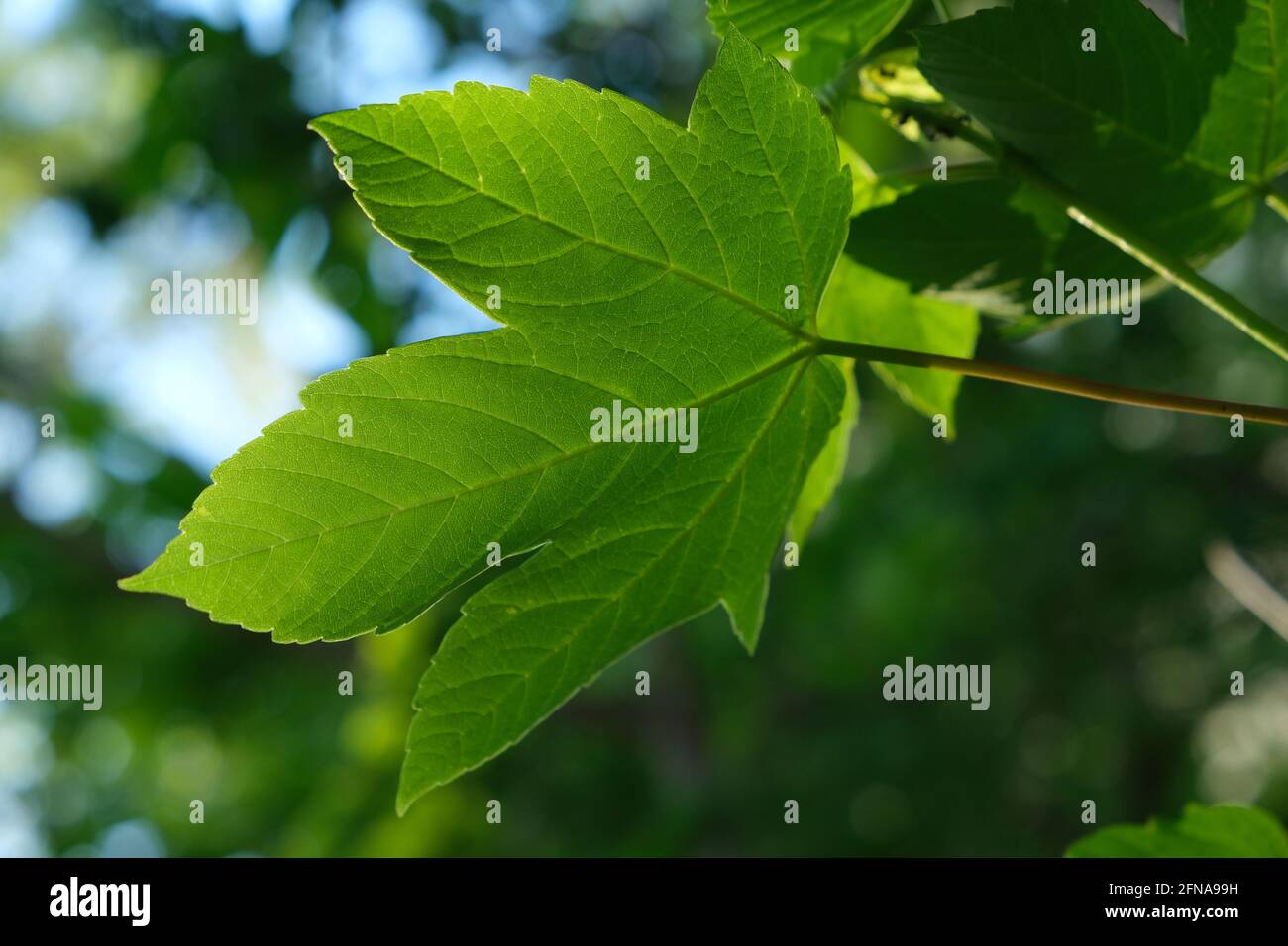 Gros plan d'une feuille rétro-éclairée par la lumière du printemps du matin avec un fond vert doux. Banque D'Images