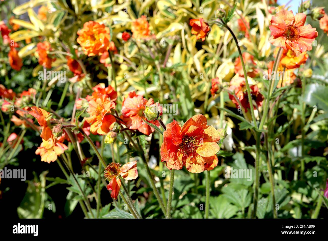 Geum ‘totalement Tangerine’ avens totalement Tangerine – fleurs en forme de soucoupe orange et feuilles lobées, mai, Angleterre, Royaume-Uni Banque D'Images