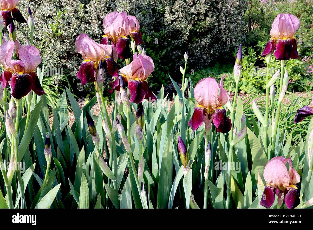 Iris 'Burgundy Party' Tall Bearded iris Burgundy Falls, normes de bronze violet avec contour bordeaux très fin, barbe jaune, mai, Angleterre, Royaume-Uni Banque D'Images