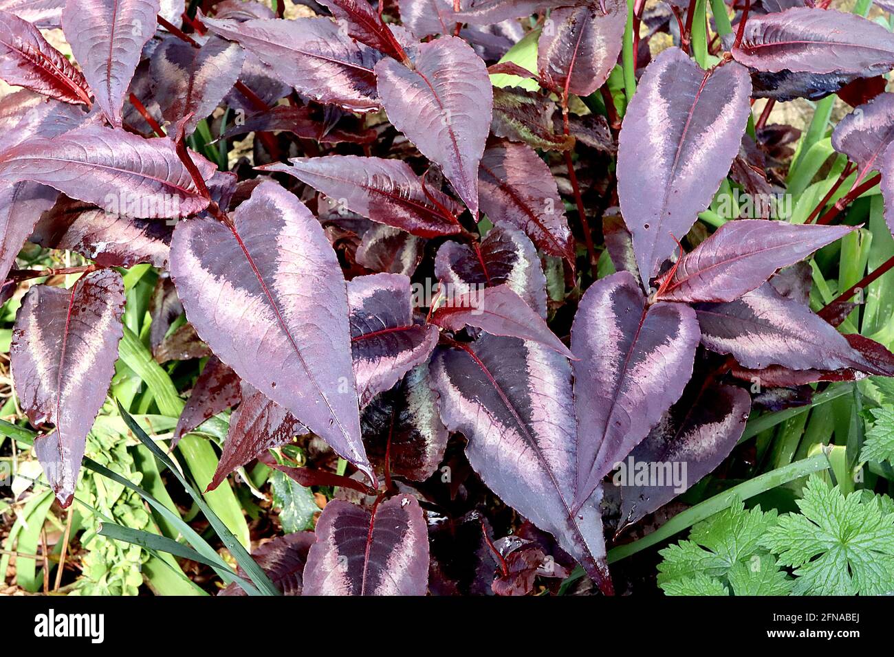 Persicaria 'Red Dragon' Knotweed Red Dragon – feuilles violets bordeaux pointues en forme de lance avec centre noir et marges blanches, mai, Angleterre, Royaume-Uni Banque D'Images