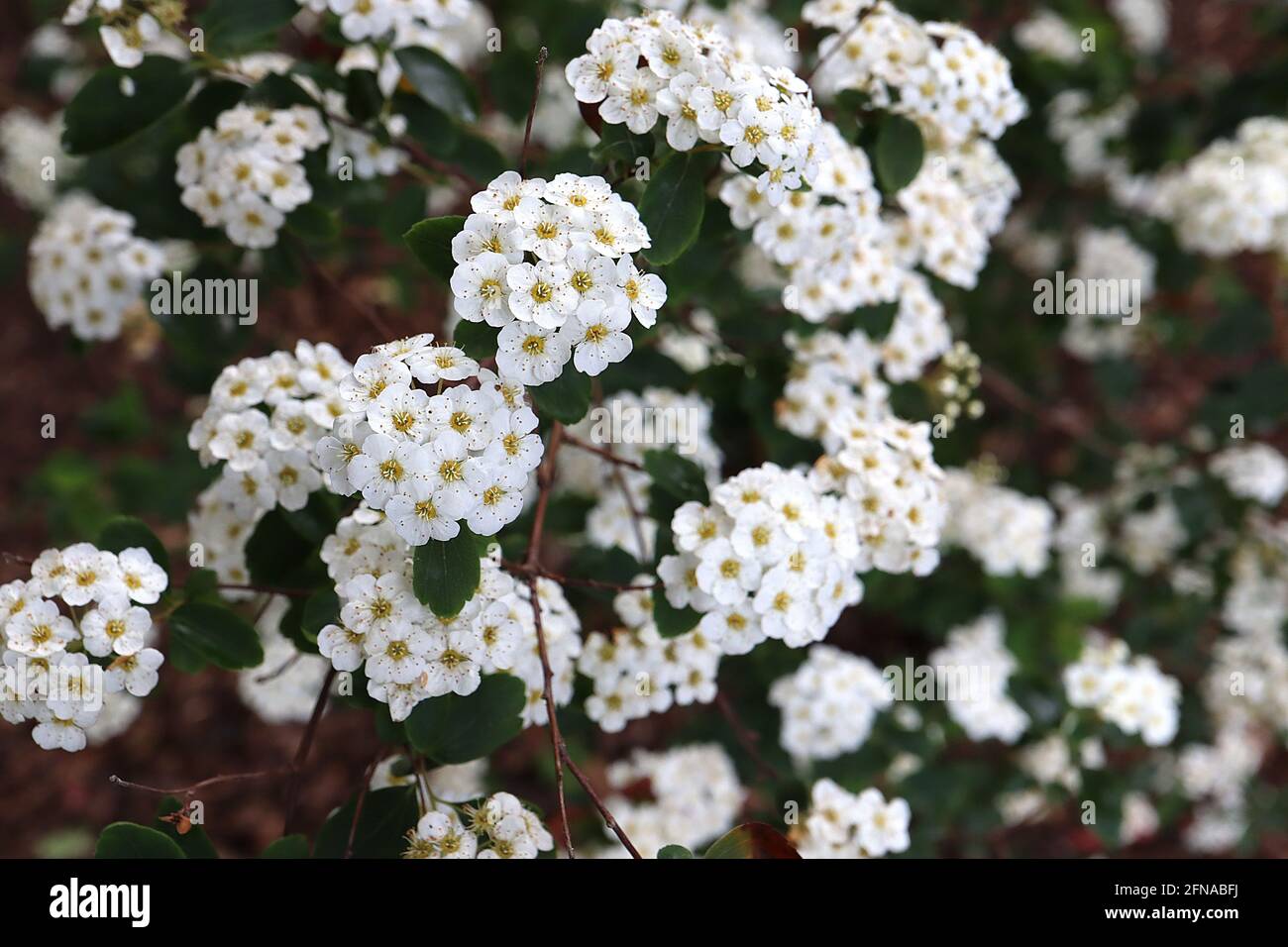 Spiraea x vanhouttei couronne de la mariée de la Renaissance Vanhoutte spiraea Renaissance – grappes bombées de petites fleurs blanches sur branches pendantes, mai, Royaume-Uni Banque D'Images