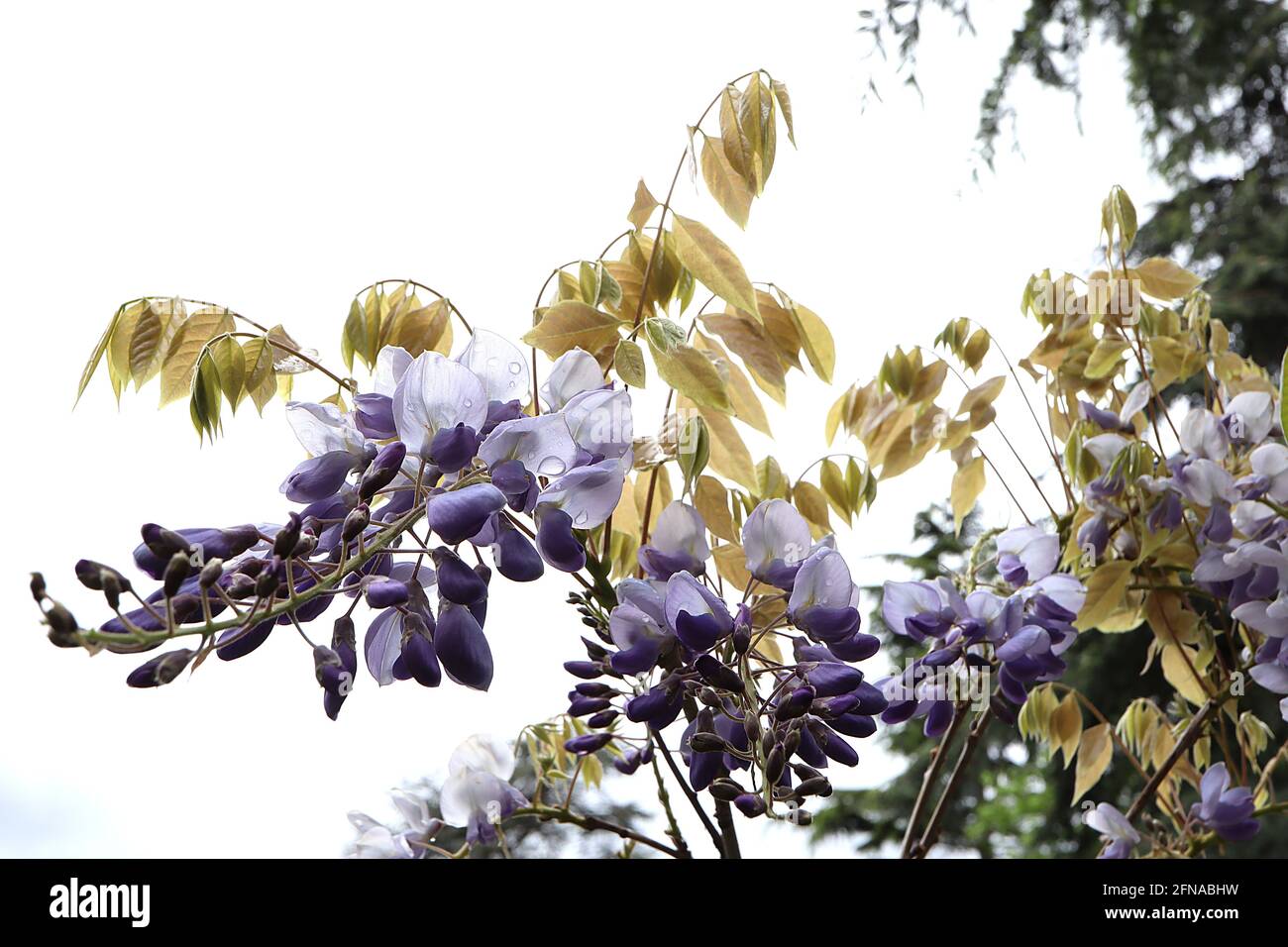 Wisteria floribunda ‘Mulltijuga’ Japanese wisteria Multijuga – lavande fleurs de lilas avec une bande centrale jaune pâle, ailes violettes et bouts violets, Banque D'Images