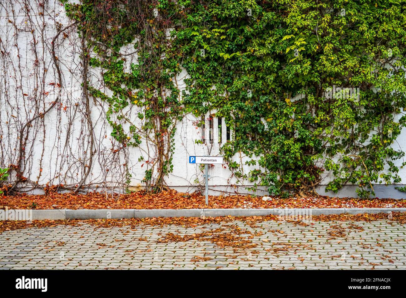 Un parking devant un mur couvert de lierre. Banque D'Images