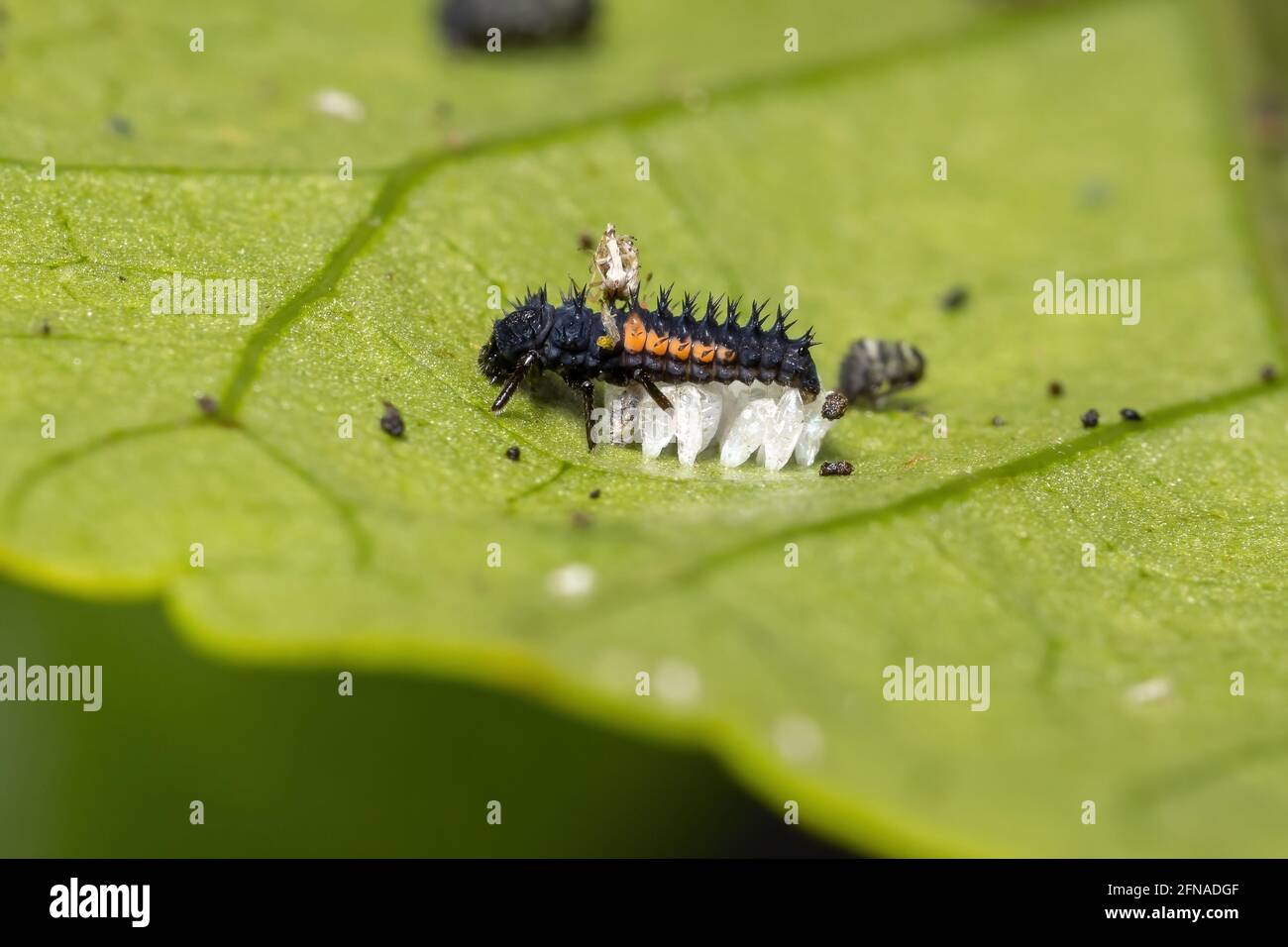 Les larves asiatiques de Beetle de l'espèce Harmonia axyridis mangeant pucerons sur une plante d'hibiscus Banque D'Images