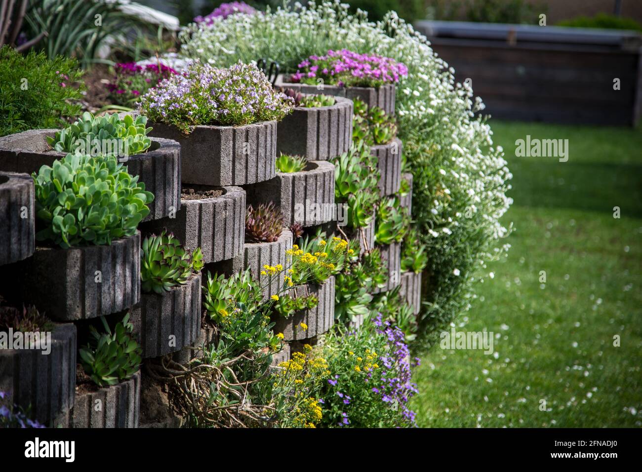 Fleurs du jardin Banque D'Images