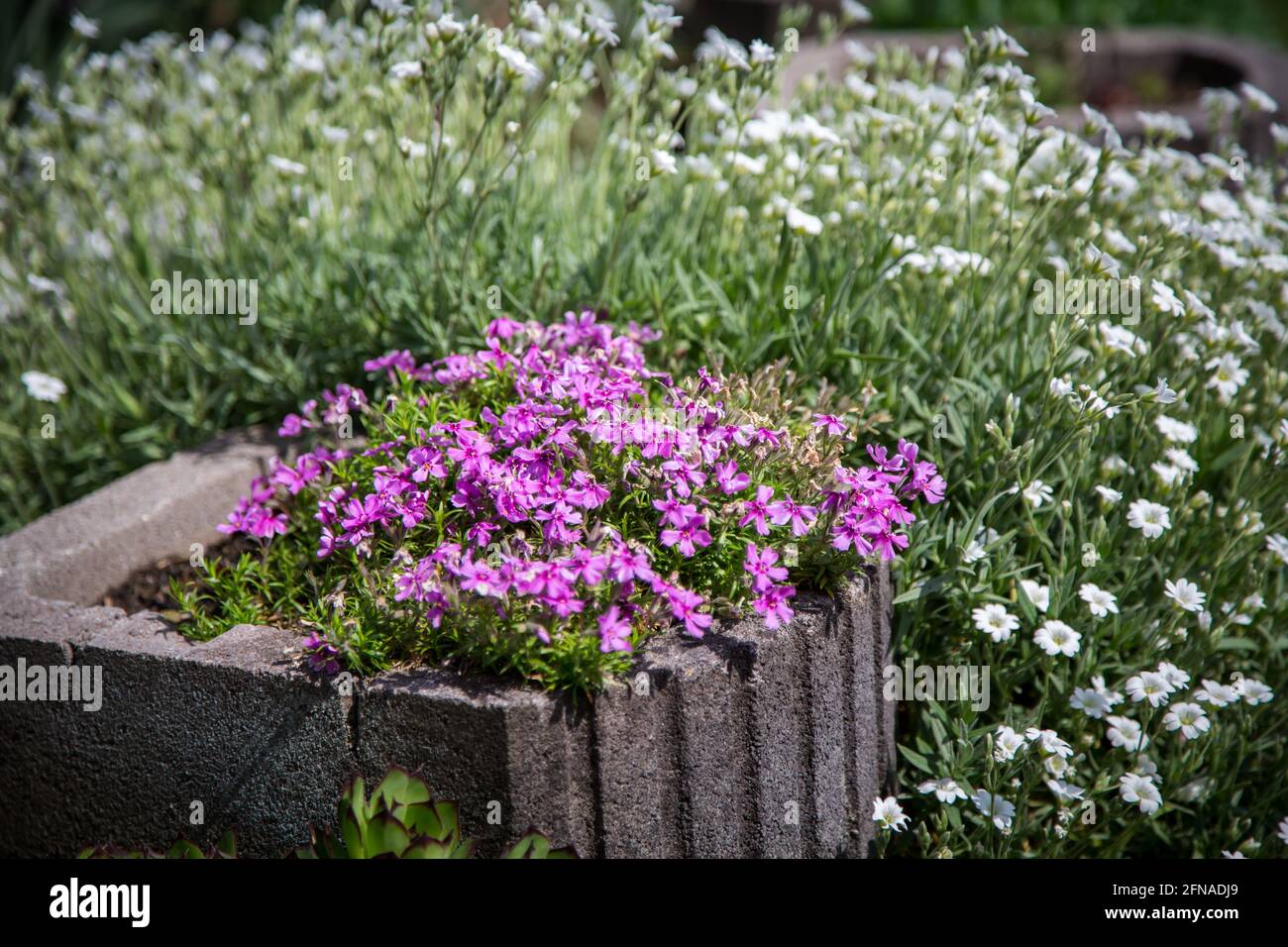 Fleurs du jardin Banque D'Images
