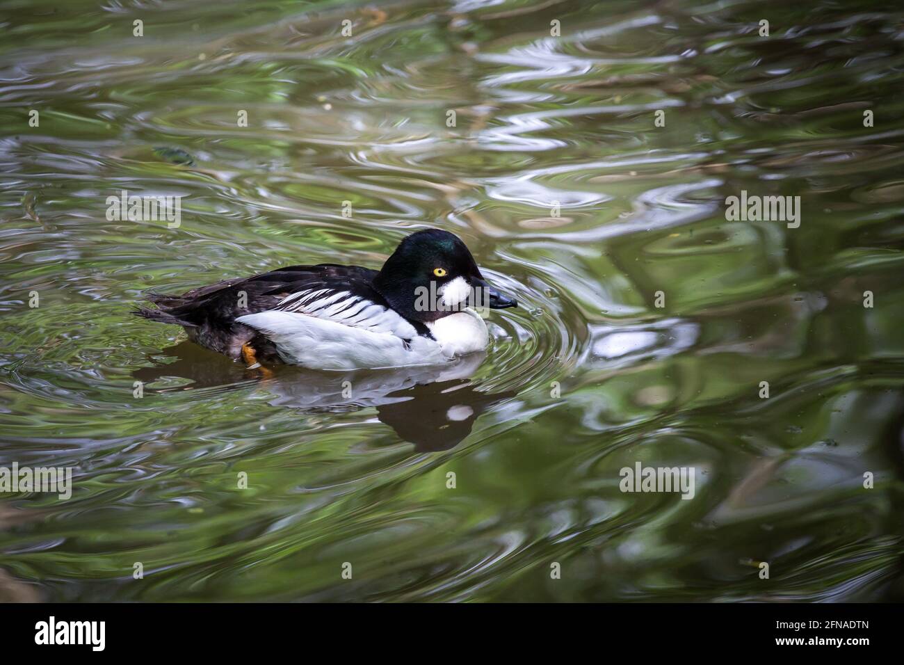 Canard à tête rouge (Bucephala clangula, Glaucionetta clangula clangula) Banque D'Images