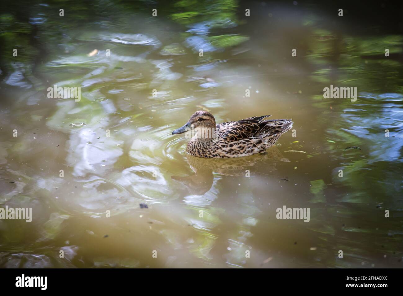 Canard garganey (spatule querquedula, Aas querquedula, Querquedula querquedula) Banque D'Images