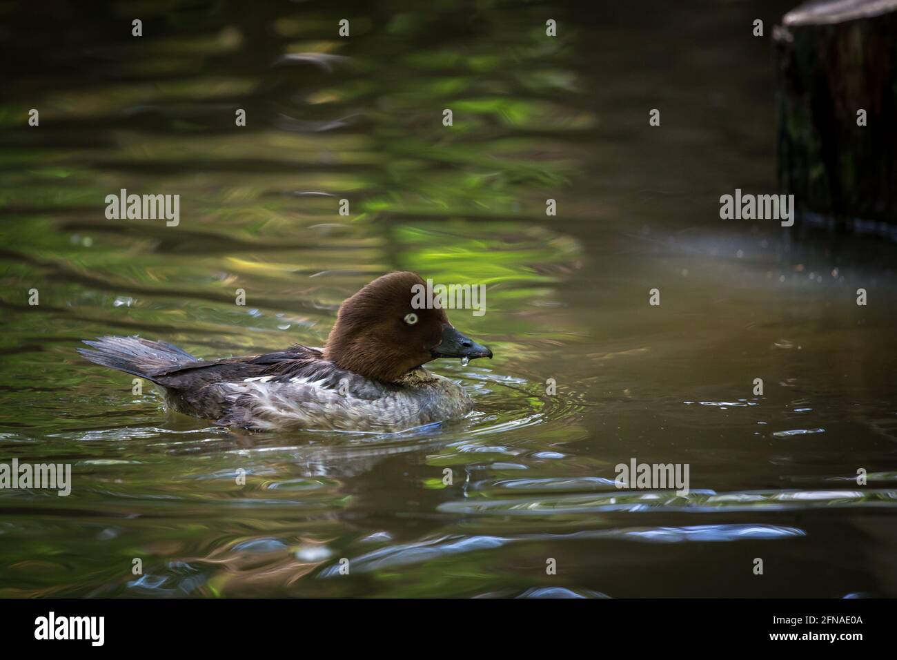 Canard à tête rouge (Bucephala clangula, Glaucionetta clangula clangula) Banque D'Images