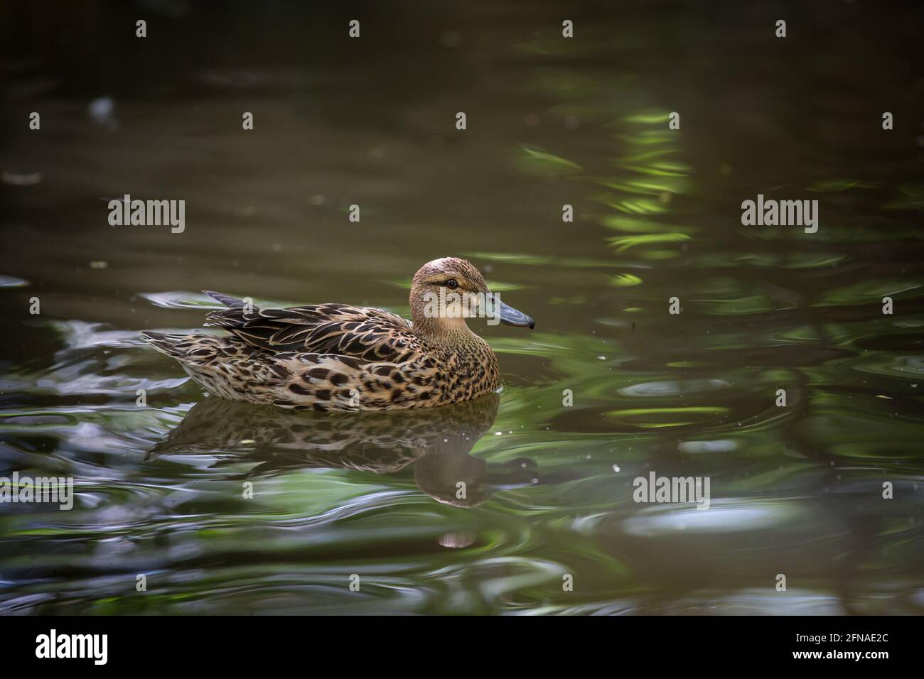 Canard garganey (spatule querquedula, Aas querquedula, Querquedula querquedula) Banque D'Images