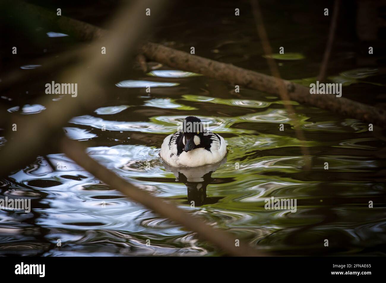 Canard à tête rouge (Bucephala clangula, Glaucionetta clangula clangula) Banque D'Images