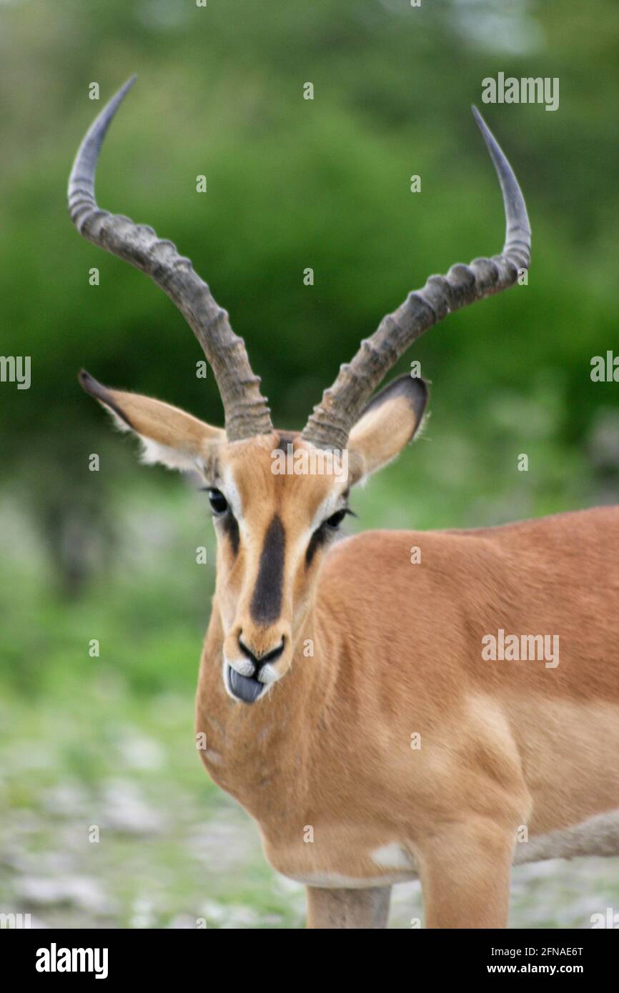 Gros plan de Springbok (Antidorcas marsupialis) qui colle la langue Parc national d'Etosha, Namibie. Banque D'Images