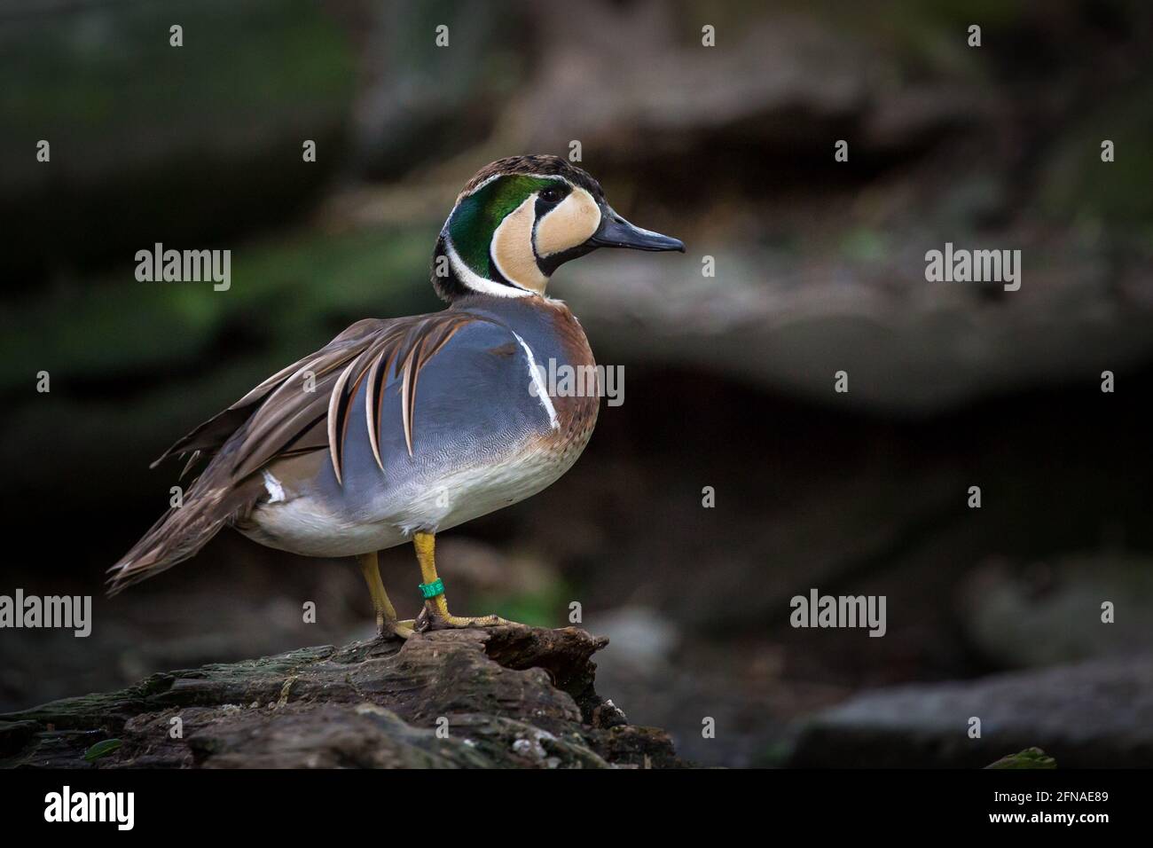 Canard sarcelle Baïkal (Anas formosa) Banque D'Images