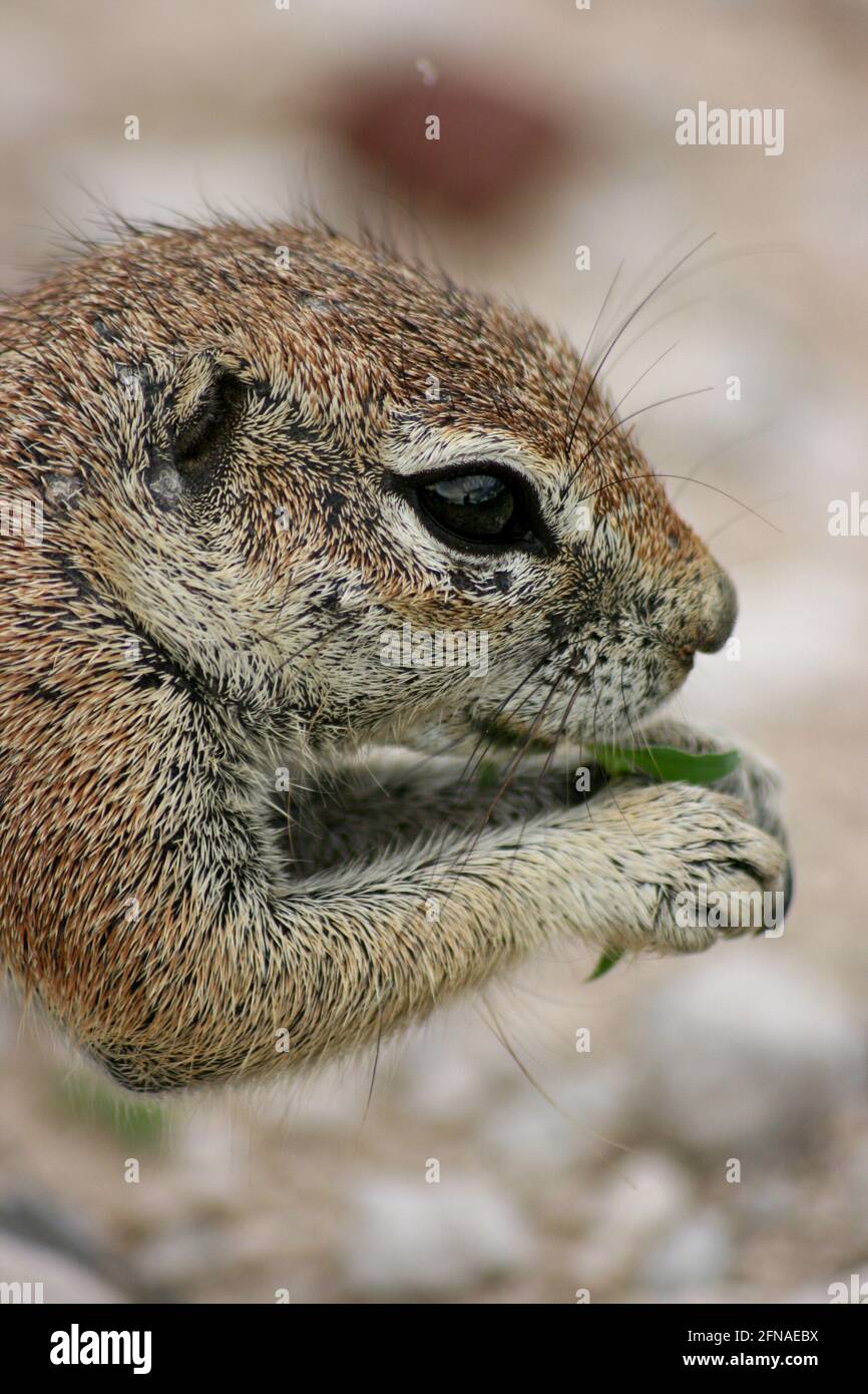 Gros plan extrême de l'écureuil du Cap (Xerus inauris) se nourrissant dans le parc national d'Etosha, en Namibie. Banque D'Images