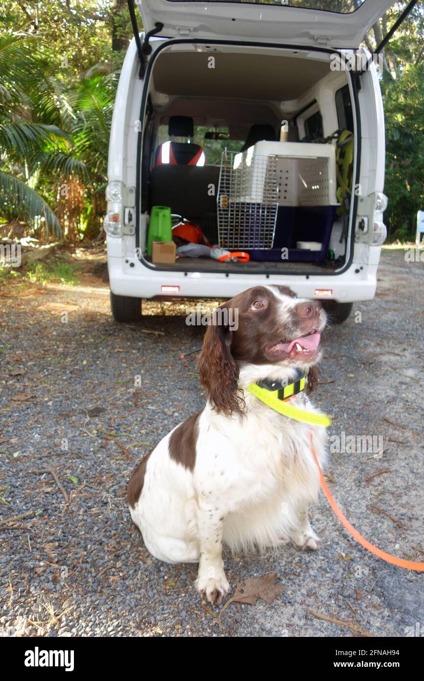 Sebbie le chien détecteur de rat qui travaille sur la dernière incursion de rat sur l'île Lord Howe, en Nouvelle-Galles du Sud, en Australie, classée au patrimoine mondial. Pas de PR Banque D'Images
