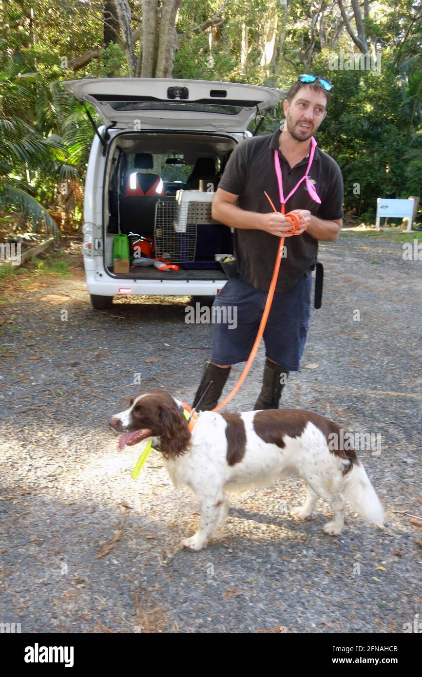 SEBI le chien détecteur de rat et le gestionnaire de biosécurité Tim Solomon qui travaille sur la dernière incursion de rat sur l'île Lord Howe, en Nouvelle-Galles du Sud, en Australie, classée au patrimoine mondial. Pas de MR ou PR Banque D'Images