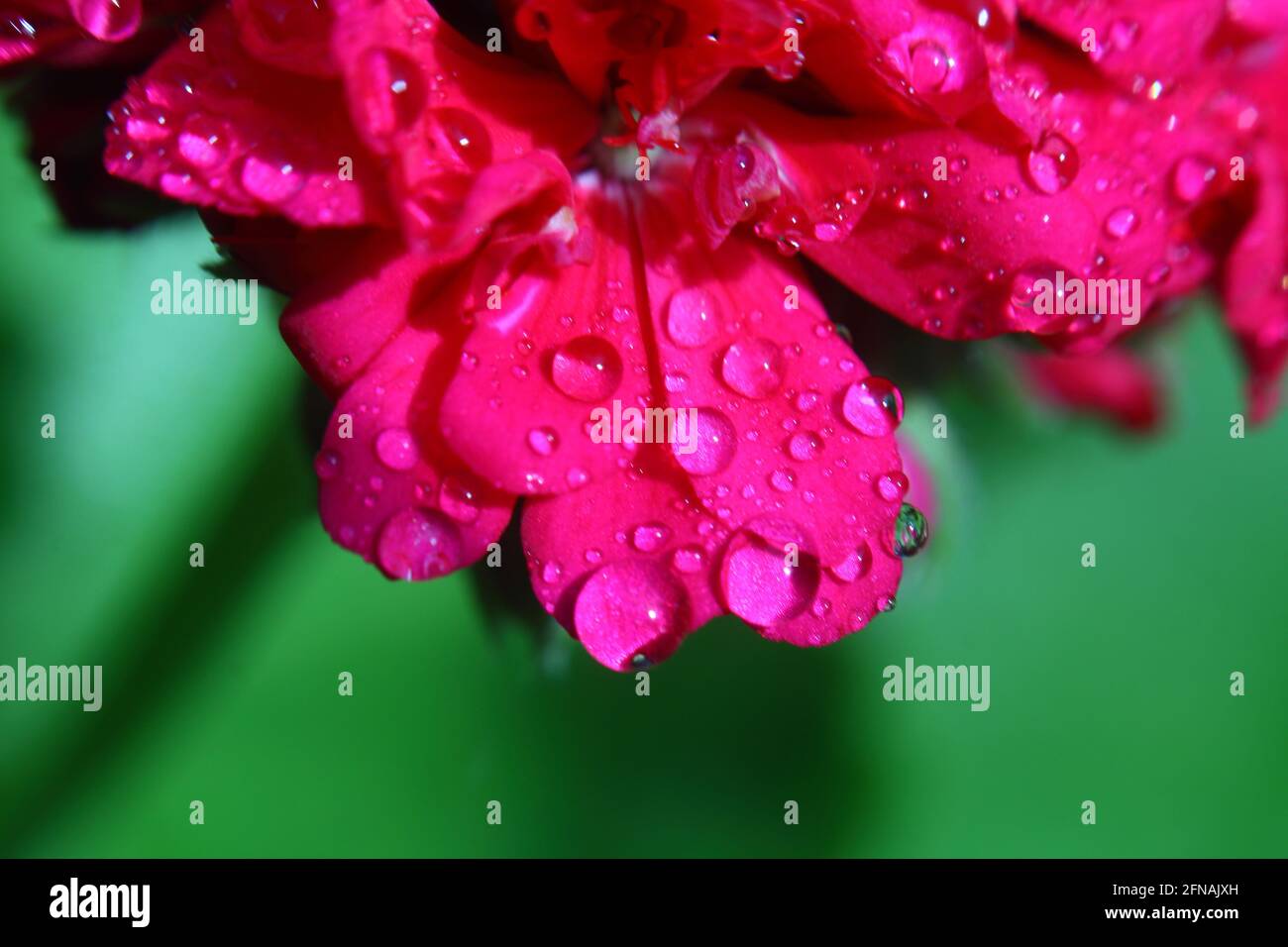 l'eau tombe sur une fleur Banque D'Images