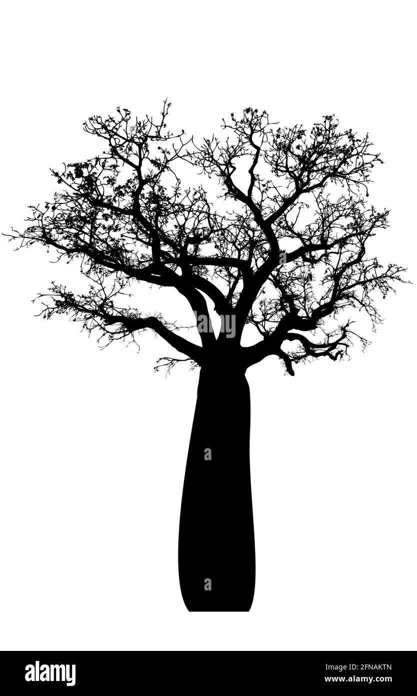silhouette noire et fond blanc de l'arbre de boab Illustration de Vecteur
