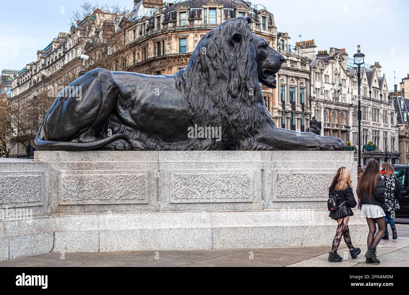 Vue latérale de l'une des quatre statues de lion à Trafalgar Square gardant la colonne de Nelson à Trafalgar Square, Centre de Londres, Angleterre, Royaume-Uni. Banque D'Images
