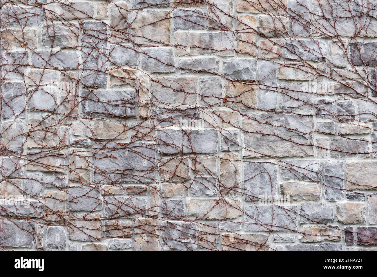 Branches d'arbre sans feuilles sur le mur du bâtiment. Banque D'Images