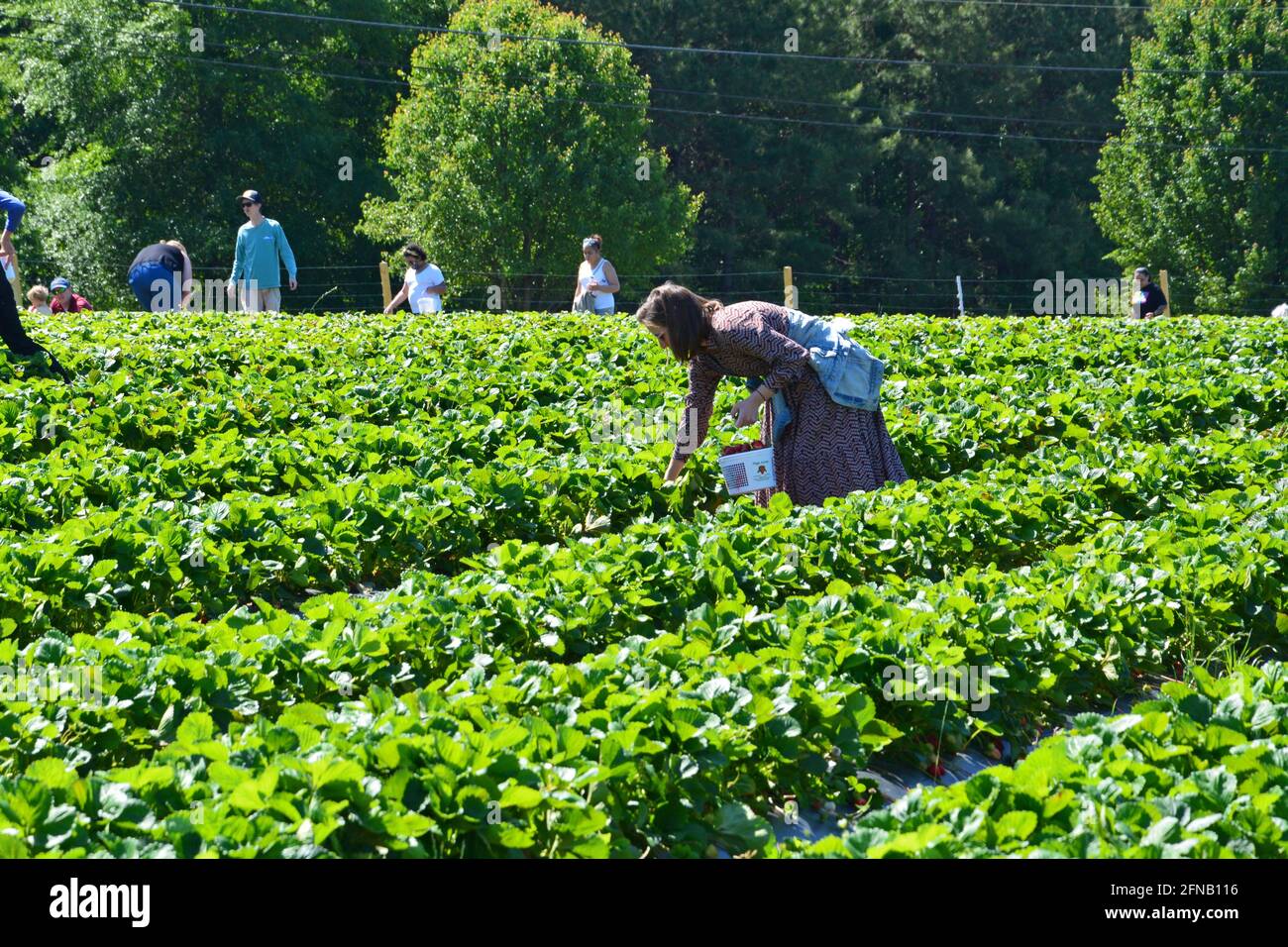 Une femme cueille ses propres fraises dans un champ de sélection à Raleigh, en Caroline du Nord. Banque D'Images