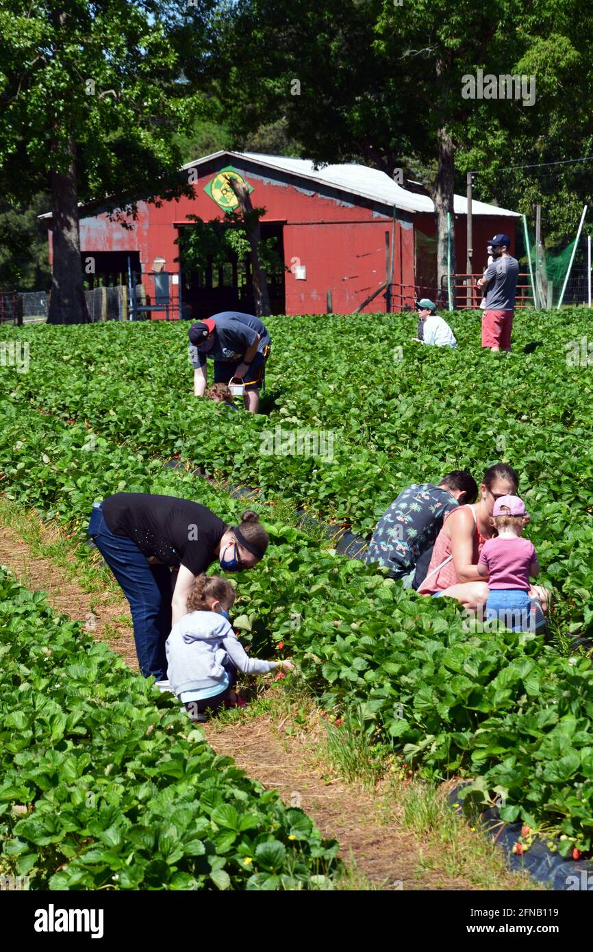 Les membres de la famille cueillient leurs propres fraises dans une ferme autocueillette à Raleigh, en Caroline du Nord Banque D'Images