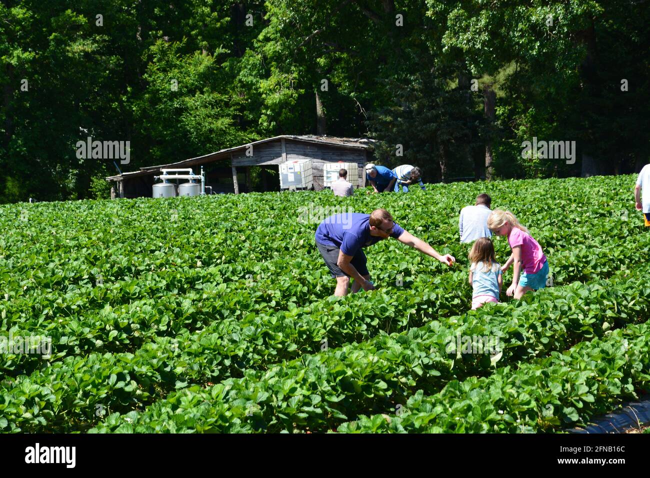 Les membres de la famille cueillient leurs propres fraises dans une ferme autocueillette à Raleigh, en Caroline du Nord Banque D'Images