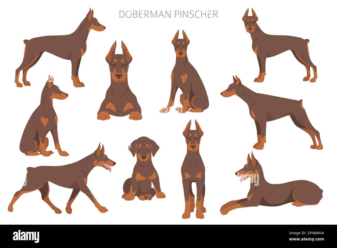 Dog Dobermann Doberman Pinscher Natural Banque D Image Et Photos Alamy
