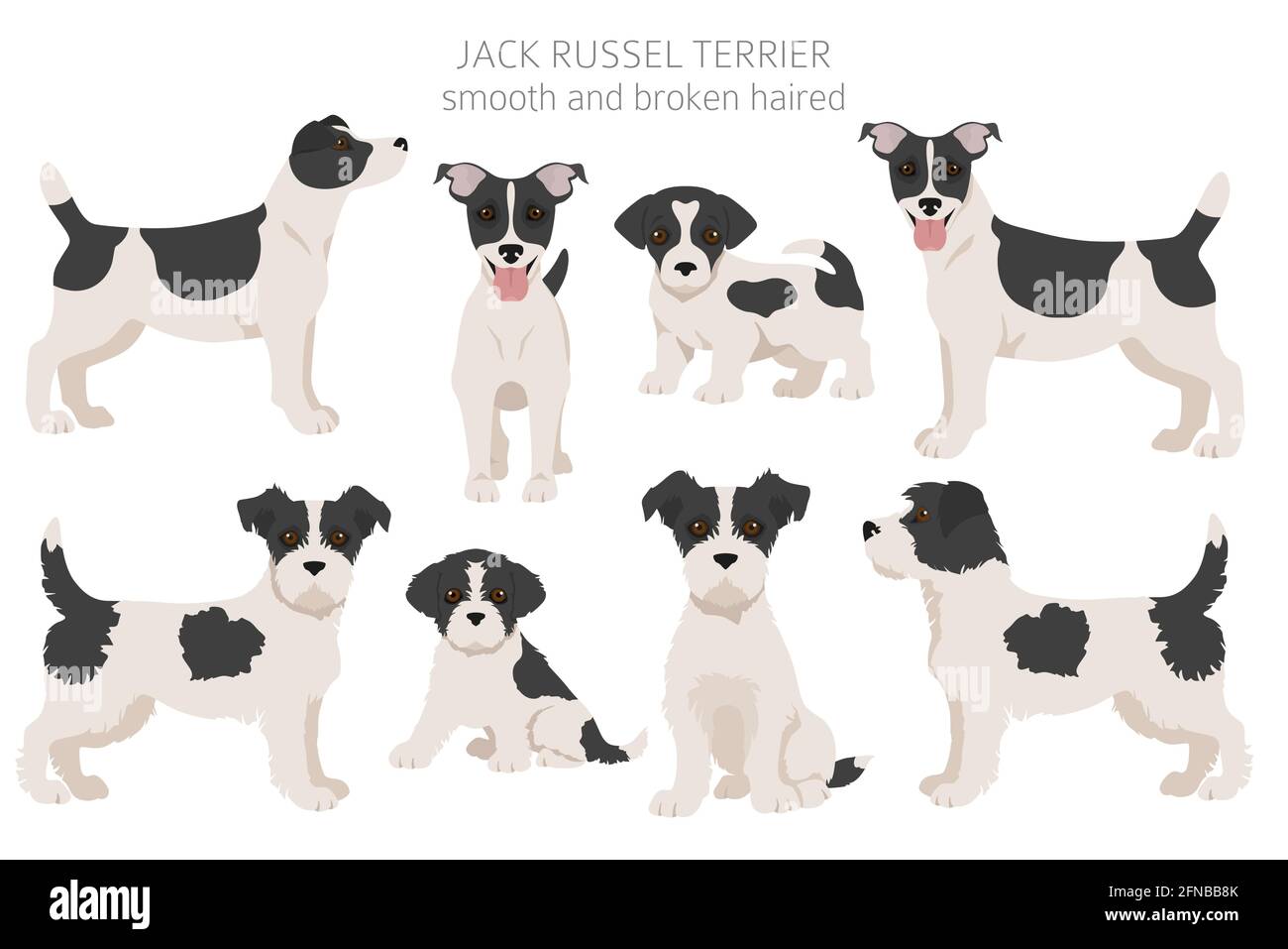 Jack Russel terrier dans différentes poses et couleurs de pelage. Ensemble  pour chiens et chiots adultes. Illustration vectorielle Image Vectorielle  Stock - Alamy