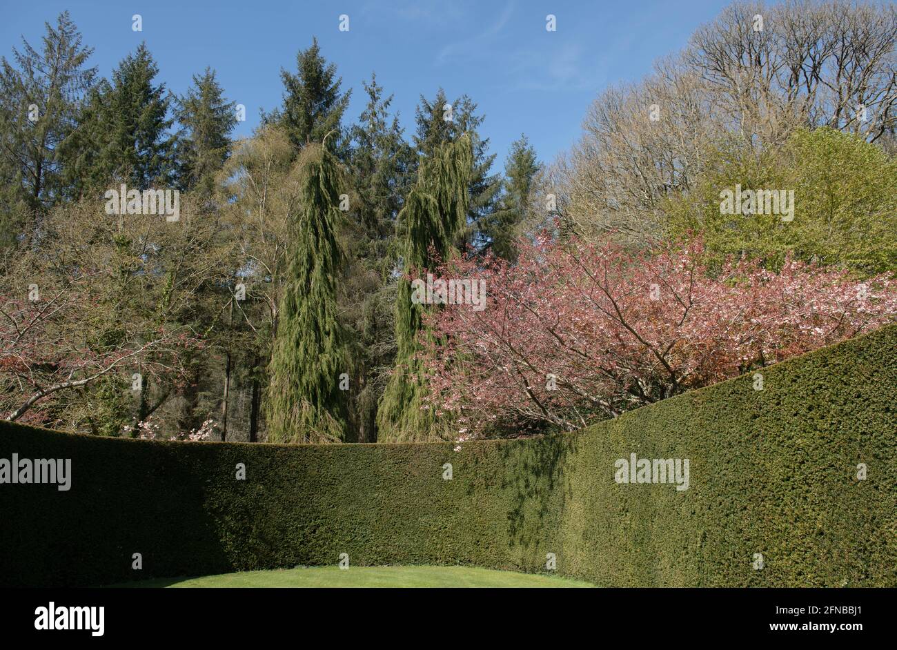 Jardin de printemps ornemental avec un cerisier à fleurs roses surplombant une haie de Yew et un ciel bleu brillant à Rosemoor dans le Devon rural, en Angleterre Banque D'Images