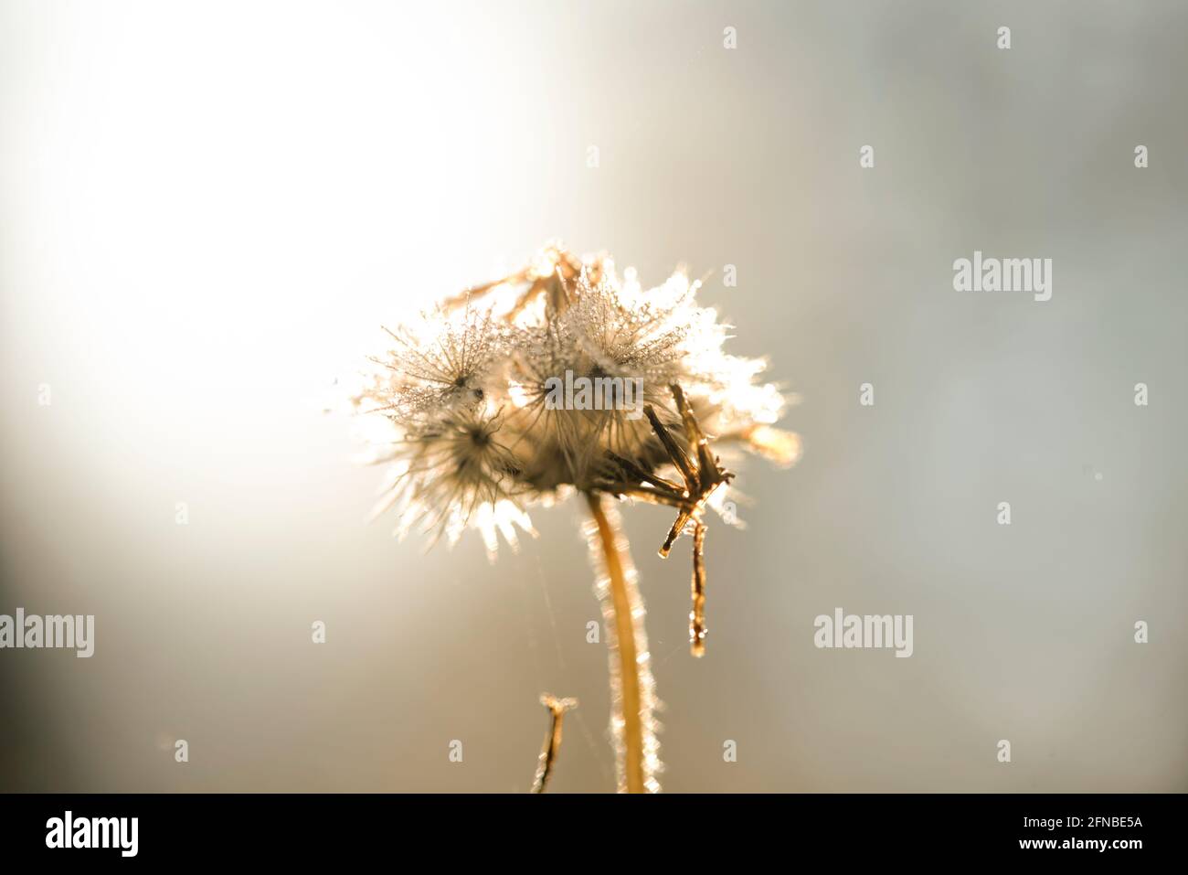 herbe d'herbe de pissenlit commune à briller couleur jaune vif et ensoleillé papier peint sunrise Banque D'Images