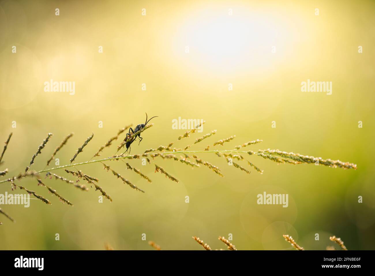 Insecte sur l'herbe en brillance couleur de lever de soleil jaune Banque D'Images