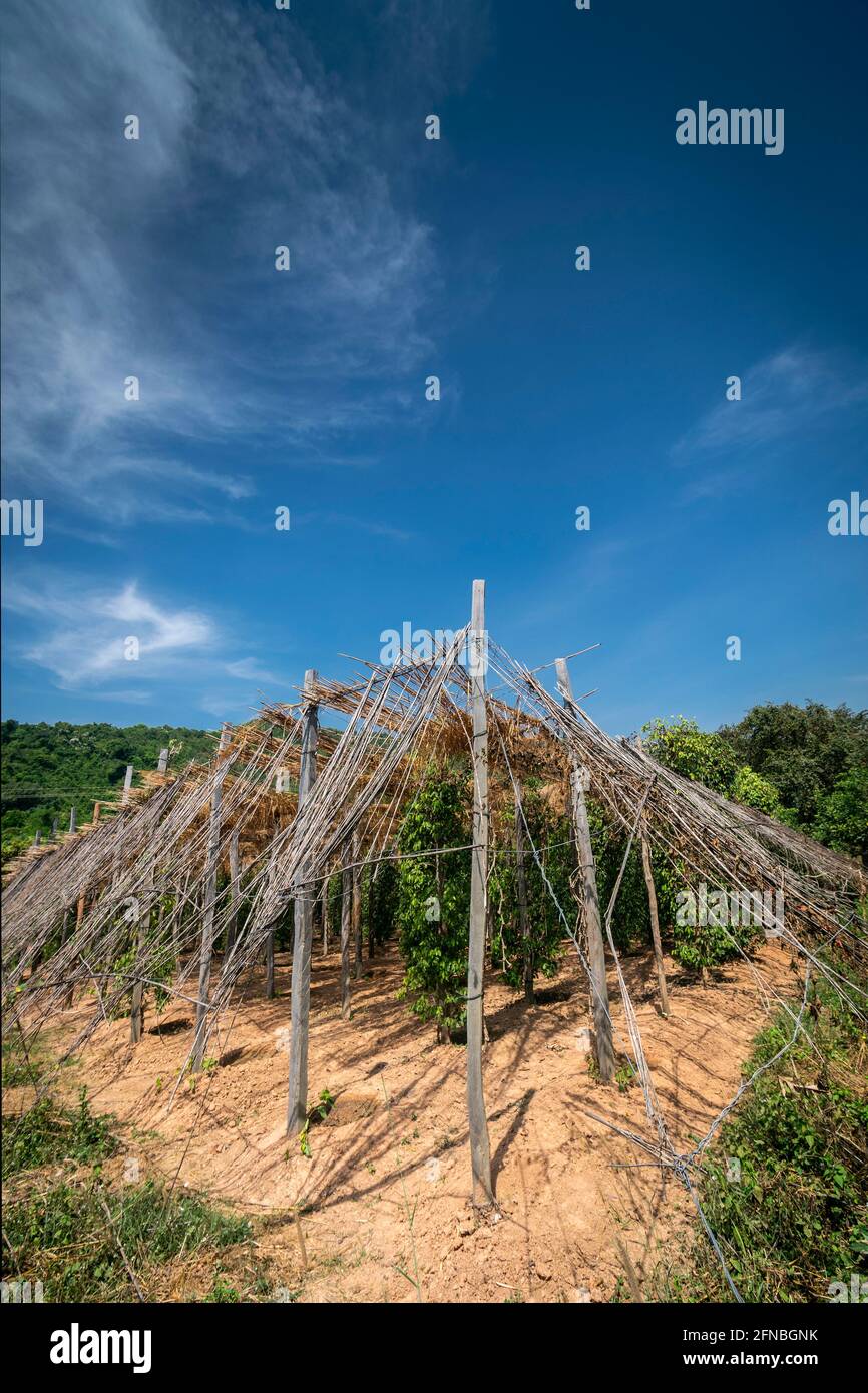 ferme de poivre biologique arbres de poivre vue sur la culture à kampot cambodge Banque D'Images