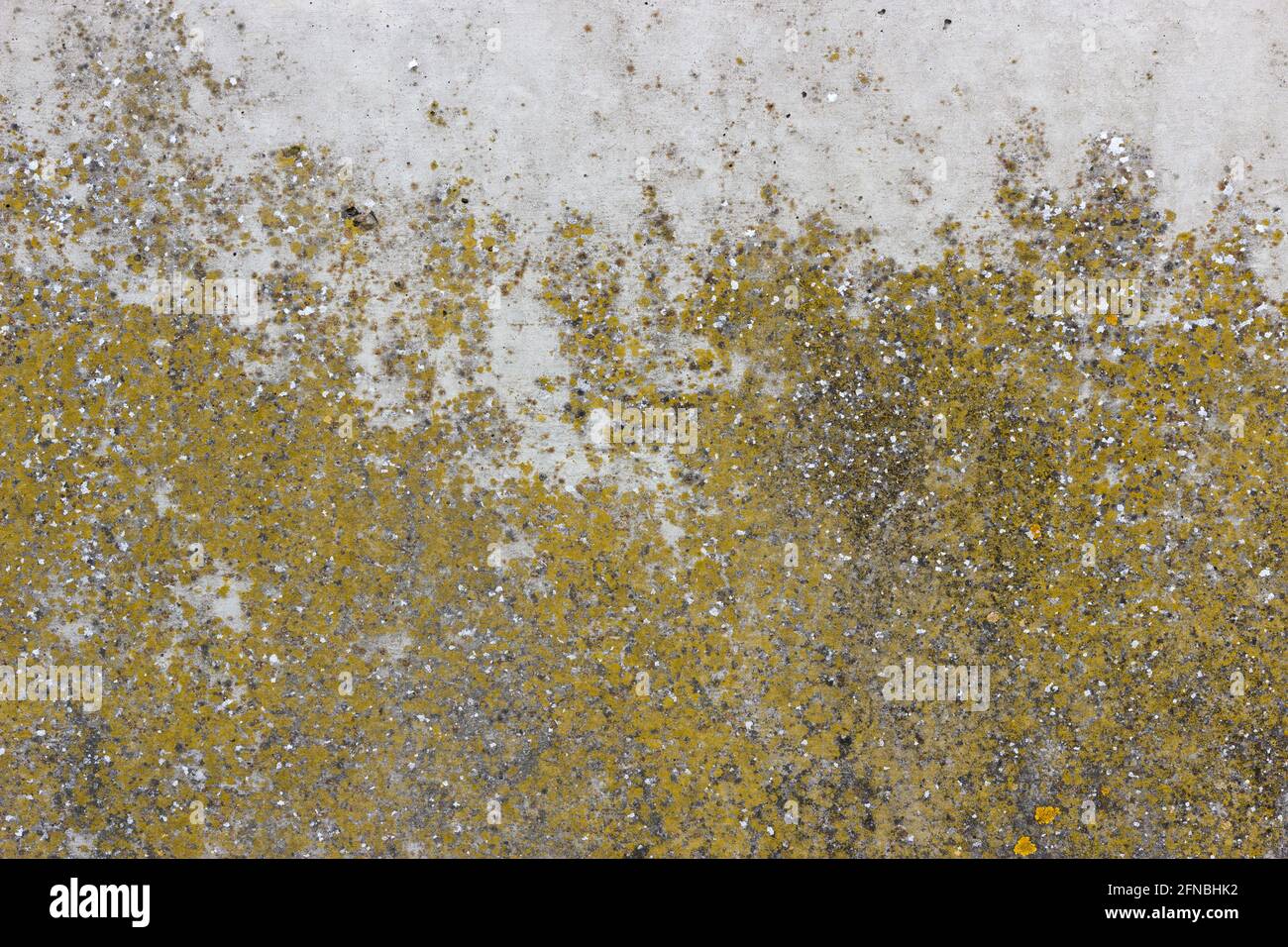 Une texture de surface plate en béton gris avec du vert clair et taches jaunes de lichen Banque D'Images