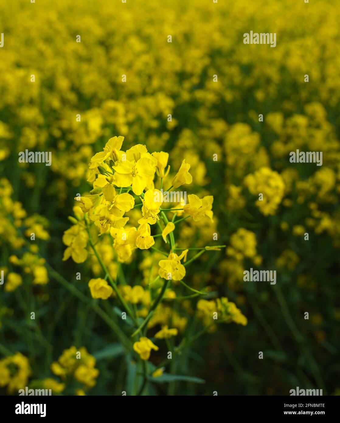 fleurs de colza jaune vif devant un champ flou de colza Banque D'Images
