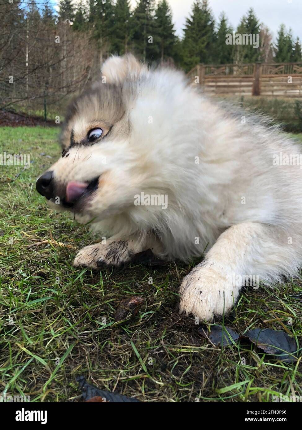 Photo amusante d'un jeune chiot chien finlandais de lapphund qui creuse dans l'herbe Banque D'Images