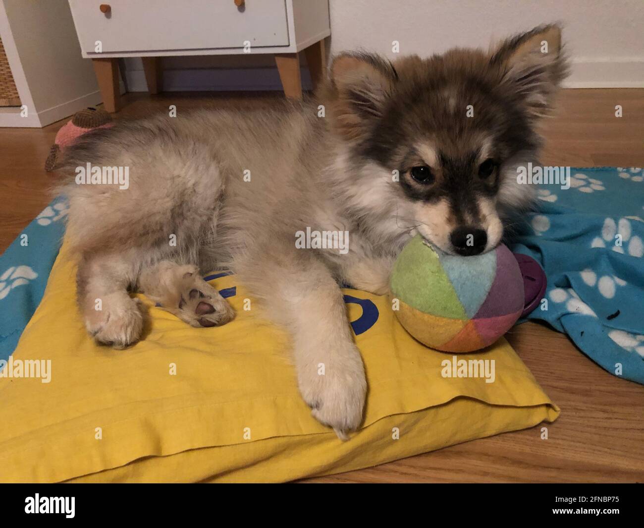 Portrait d'un chiot chien de Lapphund finlandais allongé sur un oreiller avec balle dans la bouche Banque D'Images Portrait d'un chiot chien de Lapphund finlandais allongé sur un oreiller avec balle dans la bouche Banque D'Images