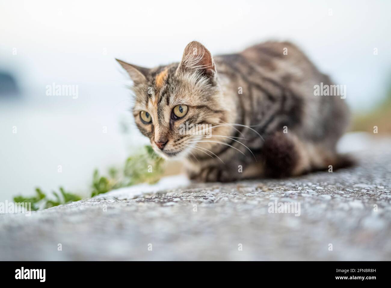 Un portrait de chat gros plan, se détendre à l'extérieur en Grèce. Banque D'Images